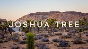 Joshua Tree Coupons